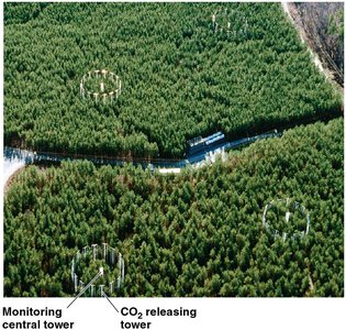 Field experiment with CO2 releasing towers in a forest