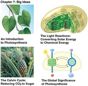 Chapter 7: Big Ideas - Introduction to Photosynthesis, Light Reactions, Calvin Cycle, Global Significance