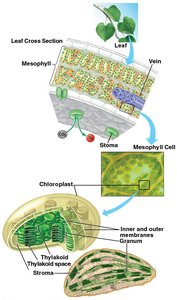 Diagram of leaf cross section, showing chloroplast structure and location