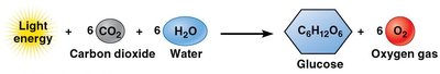 Photosynthesis equation: light energy + CO2 + H2O yields glucose and O2