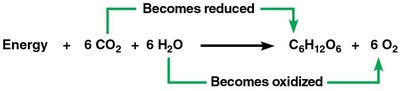 Redox changes in photosynthesis: CO2 reduced, H2O oxidized