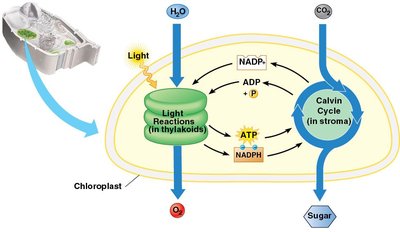 Diagram showing the two stages of photosynthesis: light reactions and Calvin cycle