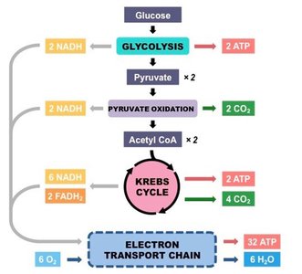 Pathways of aerobic cellular respiration
