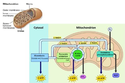 Where the pathways of aerobic cellular respiration occur