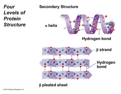 Four Levels of Protein Structure: Secondary Structure