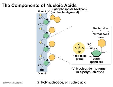 Components of Nucleic Acids: Polynucleotide and Nucleotide Structure