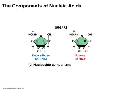 Components of Nucleic Acids: Sugars