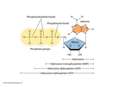 ATP Structure: Nucleotide Example