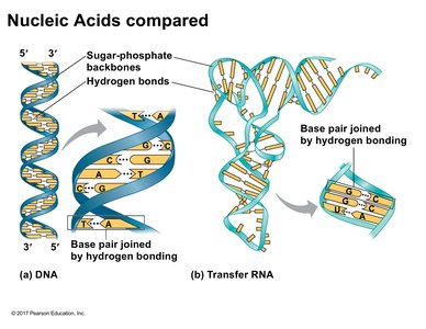 Nucleic Acids Compared: DNA and tRNA