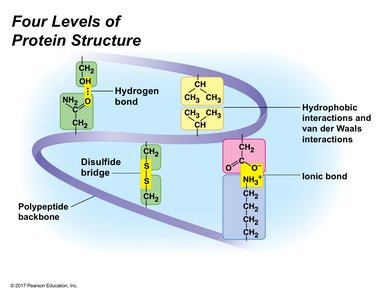 Four Levels of Protein Structure: Tertiary Structure