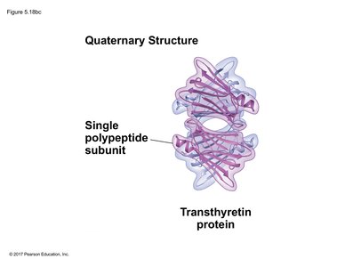 Quaternary Structure: Transthyretin Protein