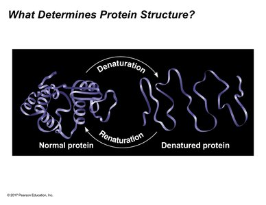 Protein Denaturation and Renaturation