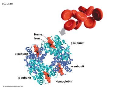 Hemoglobin Structure and Red Blood Cells