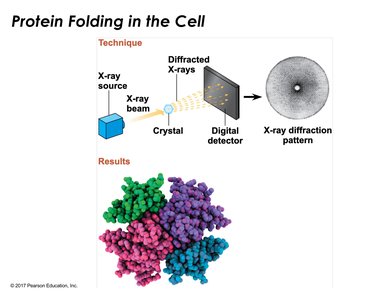 Protein Folding in the Cell: X-ray Crystallography