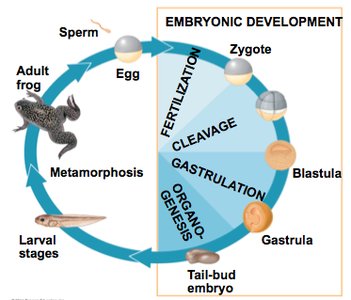 Overview of embryonic development stages in a frog