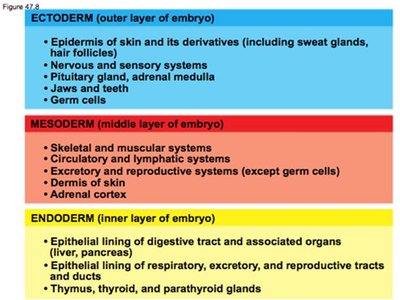 Germ layer derivatives table
