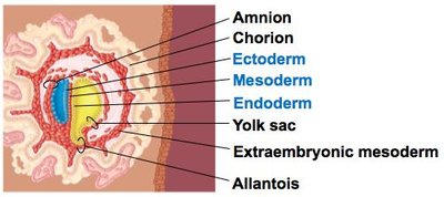 Amniote membranes and germ layers