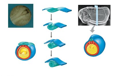 Neural tube, somites, and notochord formation