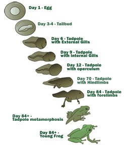 Stages of frog development from egg to adult