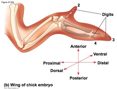 Axes of chick limb development