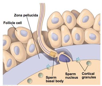 Fertilization in mammals: zona pellucida and cortical granules