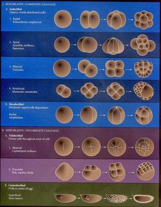 Types of cleavage: holoblastic and meroblastic