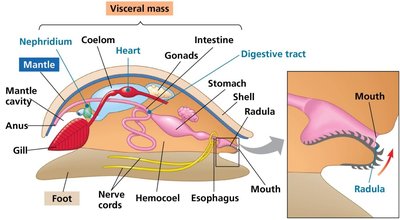 Basic body plan of a mollusc, showing internal organs and radula