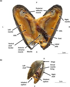 Dissection of a clam, showing internal anatomy