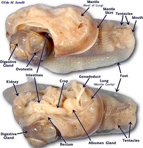 Dissection of a snail, showing internal anatomy