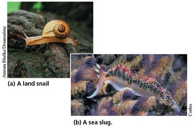 Land snail and sea slug examples