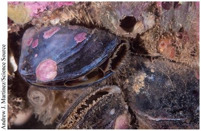 Marine bivalves (mussels)