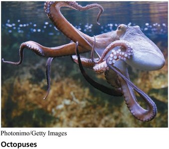 Octopus
