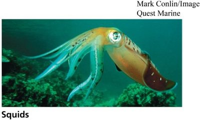 Squid