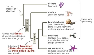 Major animal clades and their evolutionary relationships