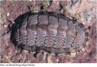 Chiton (Polyplacophora)