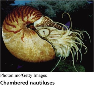 Chambered nautilus