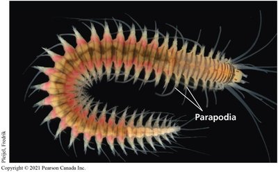 Errantian annelid with parapodia