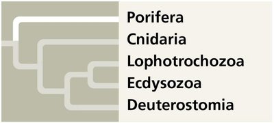 Summary of major invertebrate clades