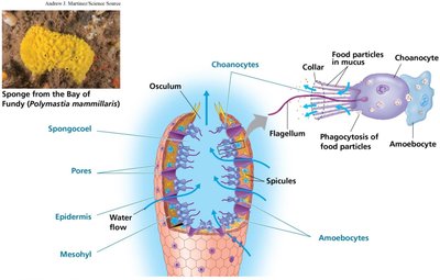 Anatomy of a sponge, showing choanocytes and water flow
