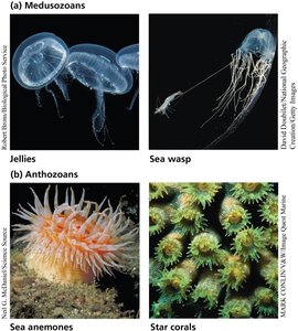 Diversity of cnidarians: jellies, sea wasp, sea anemones, and star corals