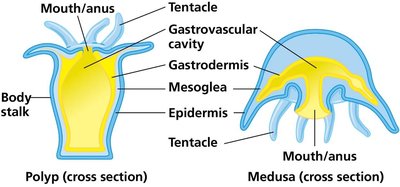 Polyp and medusa forms of cnidarians