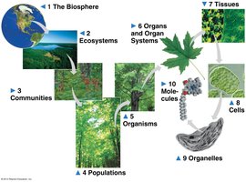 Hierarchical organization of living systems