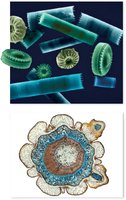 Cell theory and cell structure