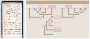 Phylogenetic tree diagram
