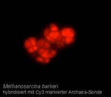 Methanosarcina barkerii archaeon
