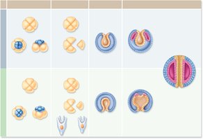 Embryonic development in protostomes and deuterostomes