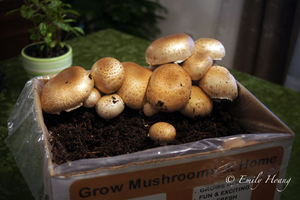 Basidiomycota mushrooms
