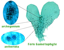 Fern prothallus with reproductive organs