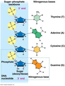 Phosphodiester linkage in nucleic acids