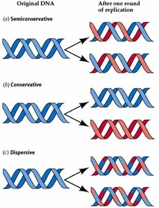 Semiconservative, conservative, and dispersive models of DNA replication